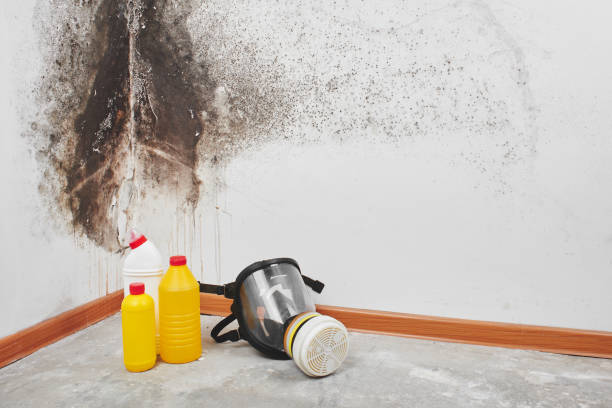 Best Crawl Space Mold Remediation in East Williston, NY