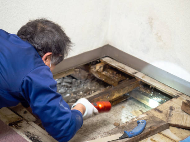 Best Residential Mold Remediation in East Williston, NY