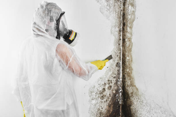 Best Mold Testing and Inspection Services in East Williston, NY