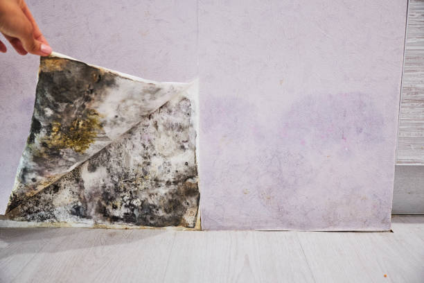 Best Emergency Mold Remediation in East Williston, NY